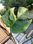 Monstera Marmorata - ukorzeniony dół