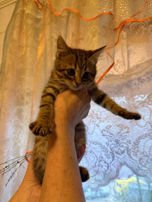 Кошеня, хлопчик, 1,5 місяця в добрі руки