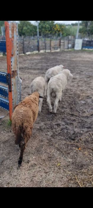 Lote de ovelha novas