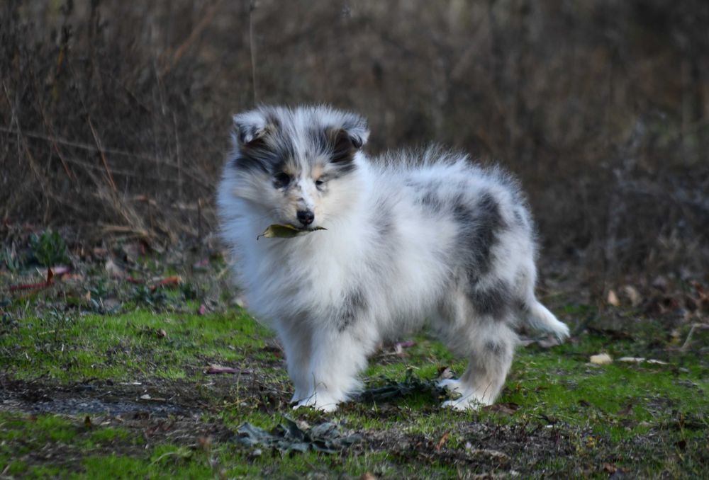 Хлопчик коллі мрамор