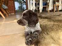 Szczeniak - Polski Spaniel Myśliwski