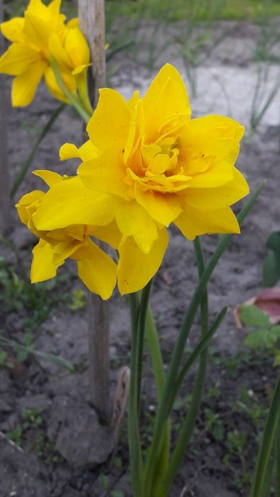 Квітка    нарцисс