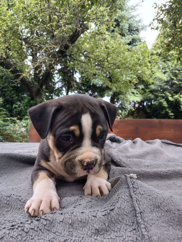 American Bully śliczny piesek
