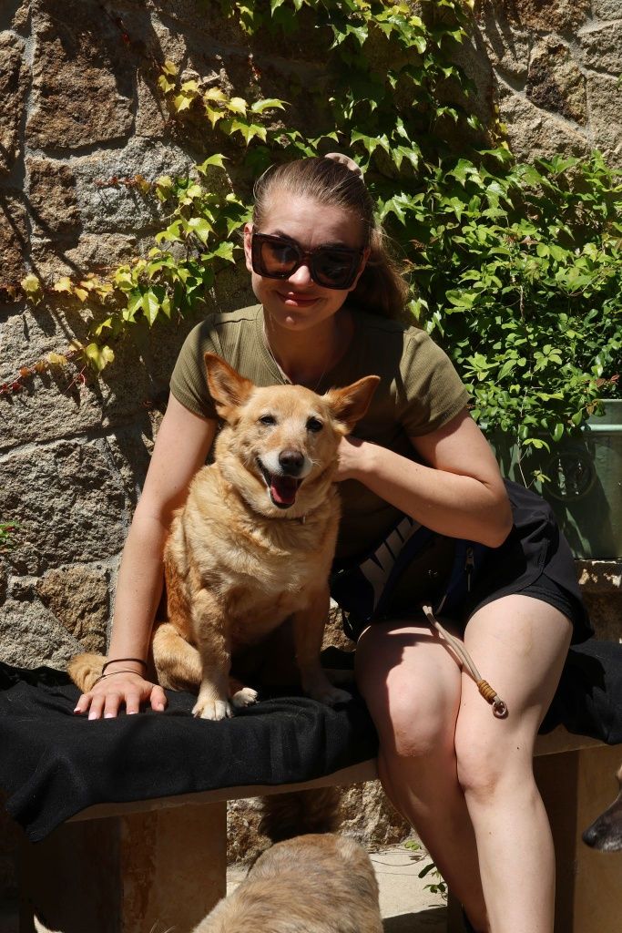W typie corgi do adopcji