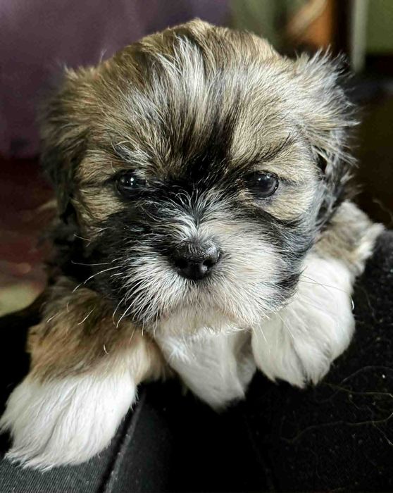 Cudne Lhasa Apso - z rodowodem