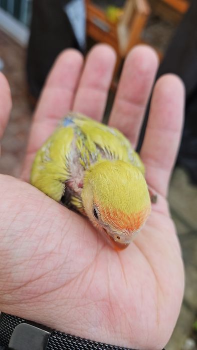 Agapone criado a mão