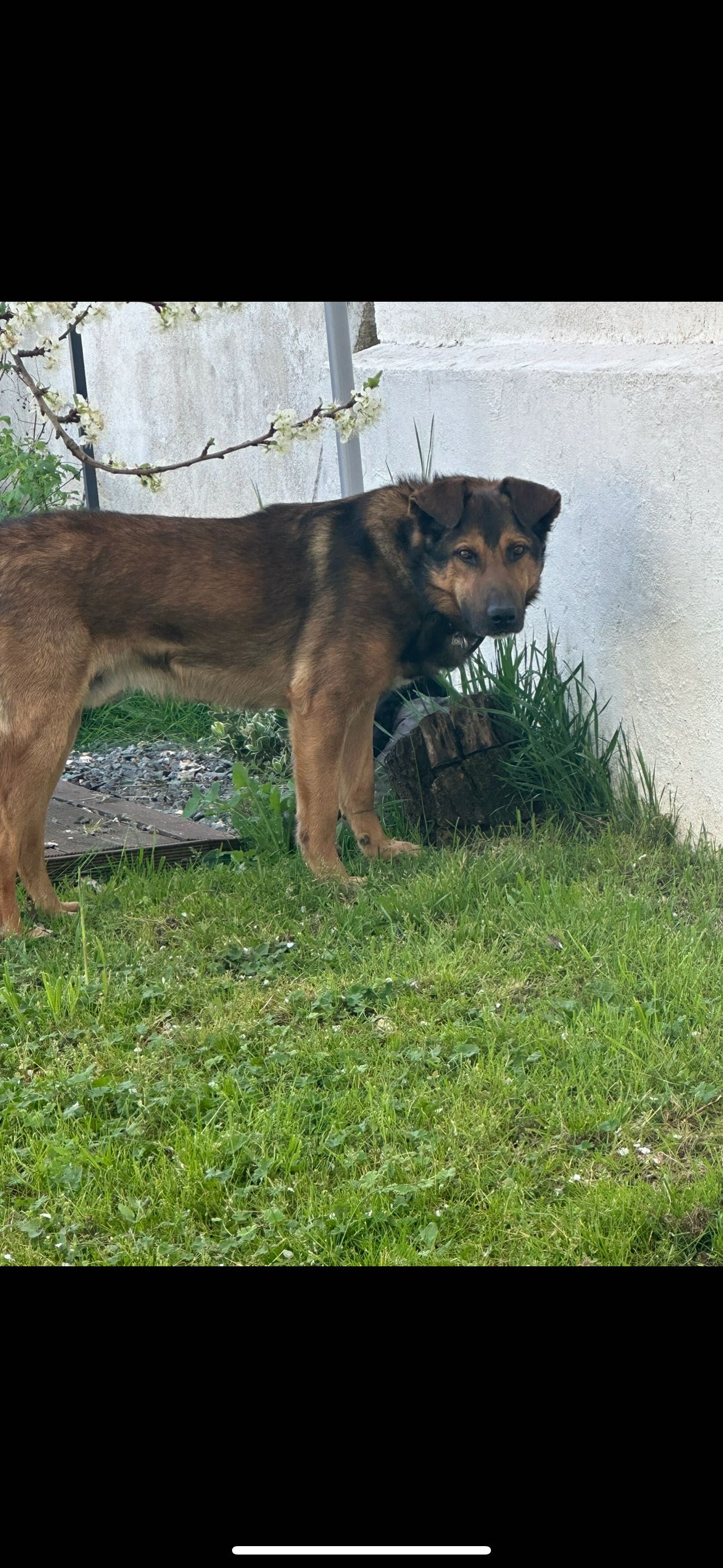 Dá-se cão Pastor Belga macho com 7 anos