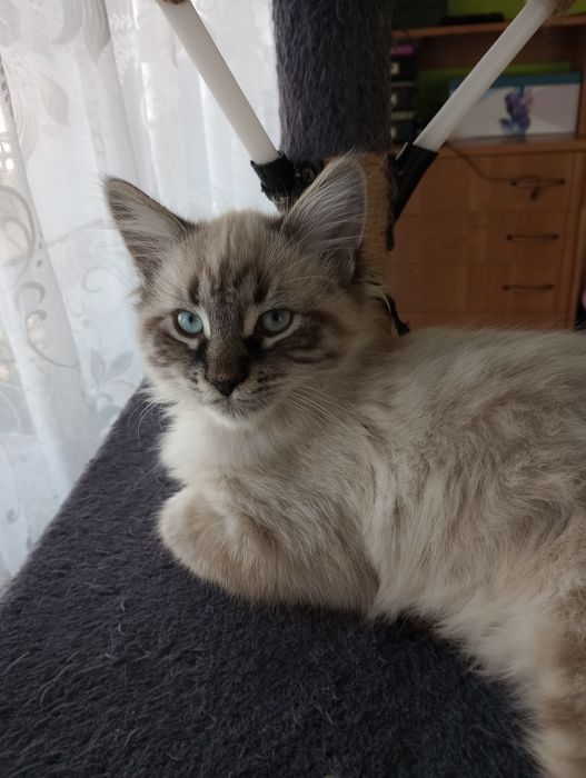 Kocurek syberyjski z rodowodem