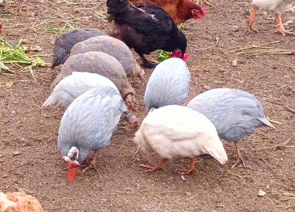 Galinhas de Angola de varias cores e idades!