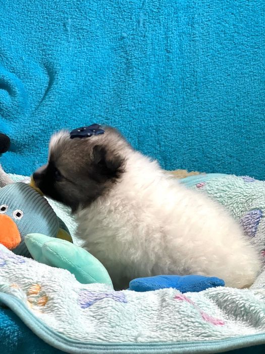 Lulu da Pomerânia  menino Micro Miniatura com Lop e Afixo