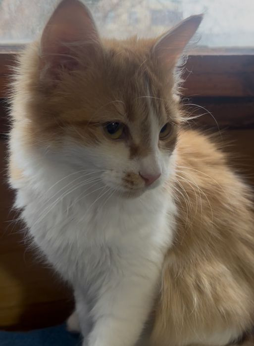 Рыженькая девочка в добрые руки!