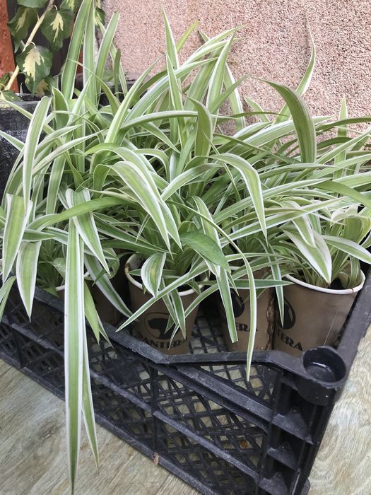 Хлорофітум, шикарні кущики