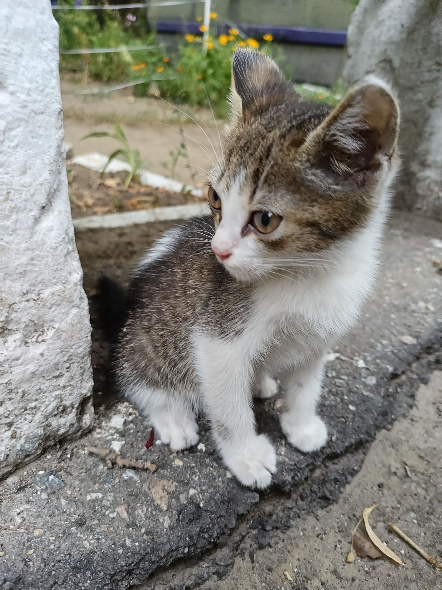 Віддам кошенятко (дівчинка)