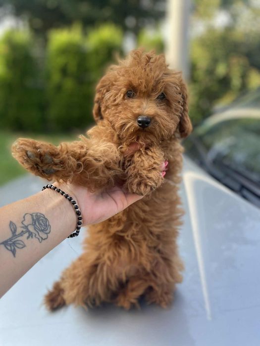 Suczka pudel toy/miniatura red