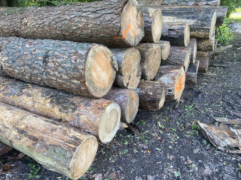 Drewno opałowe sosnowe