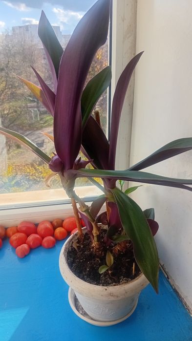 Продам кактусы,кактусы