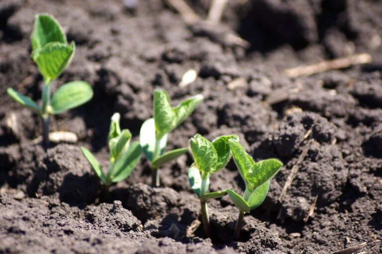 Соя насіння AББІ