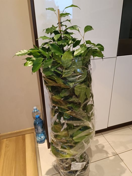 Fikus ok 100 cm wysokości