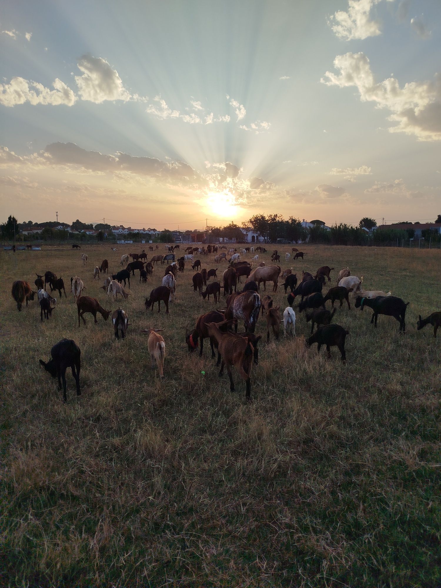 Vendo 50 cabras zona de Setúbal