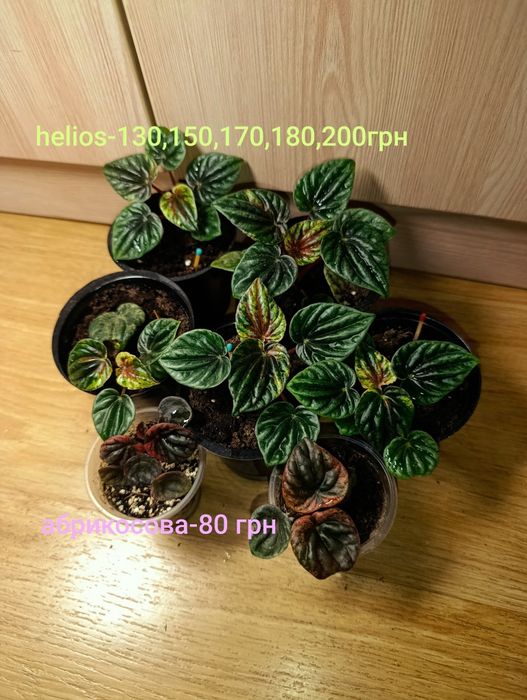 Пеперомія різні види