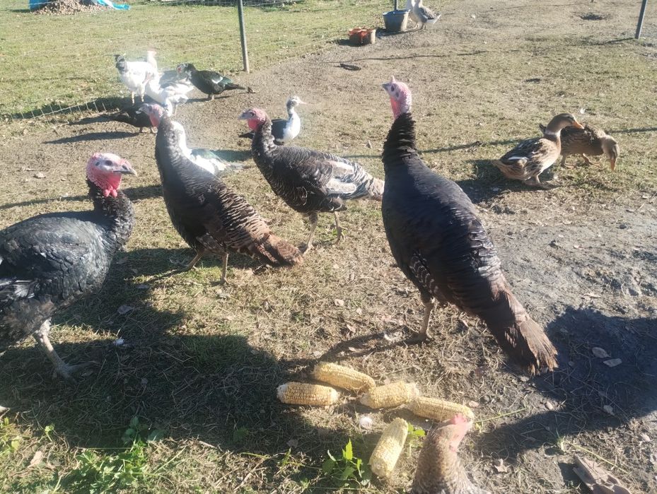 Indyki staropolskie gesi