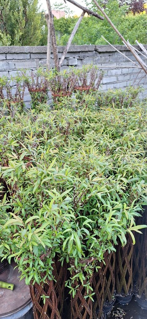 Wierzba pleciona Salix