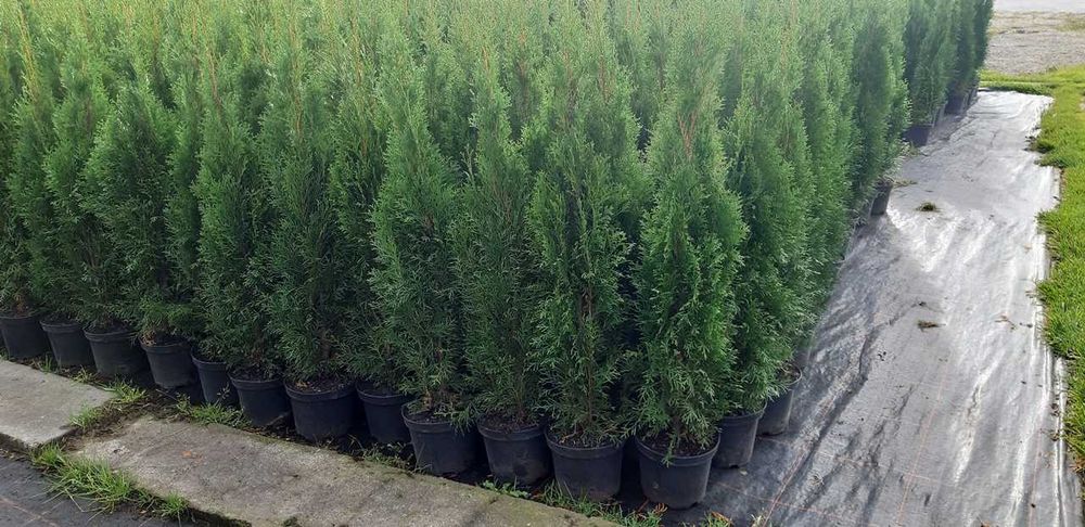Tuja Szmaragd 90CM Wys hodowane w doniczce THUJA SMARAGD