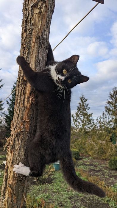 Отдам котят в хорошие руки бесплатно.