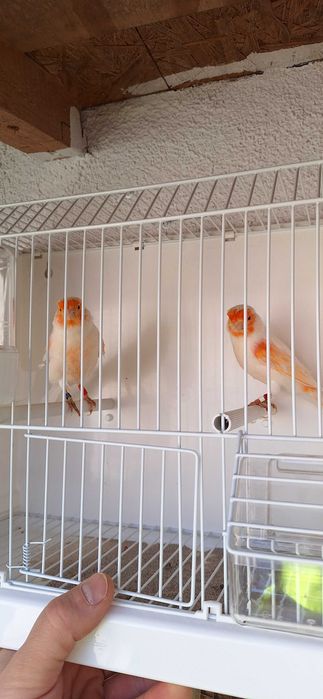 Sprzedam kanarki glostery i mozajki