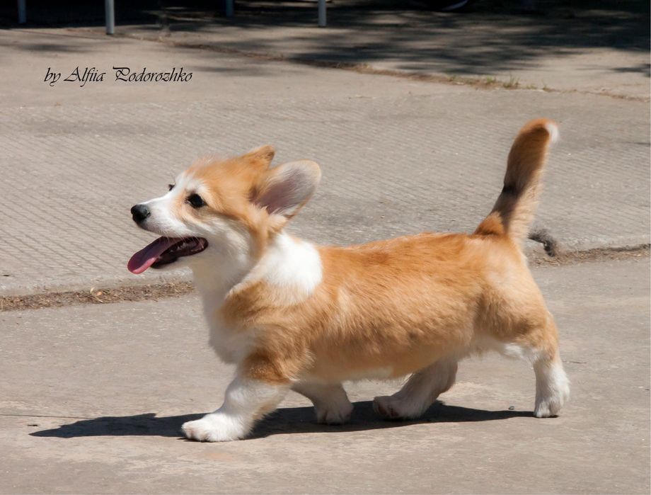 Мальчик корги_Джери