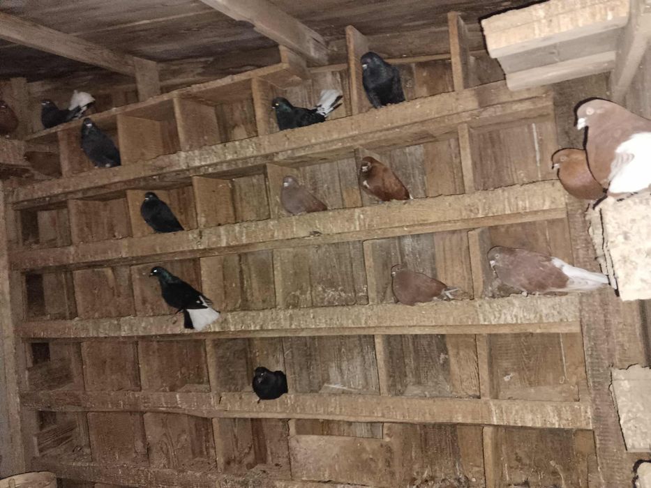 Skowrony orliki polskie fikane gołębie