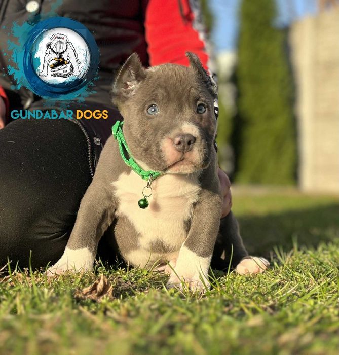American Bully piesek ABKC