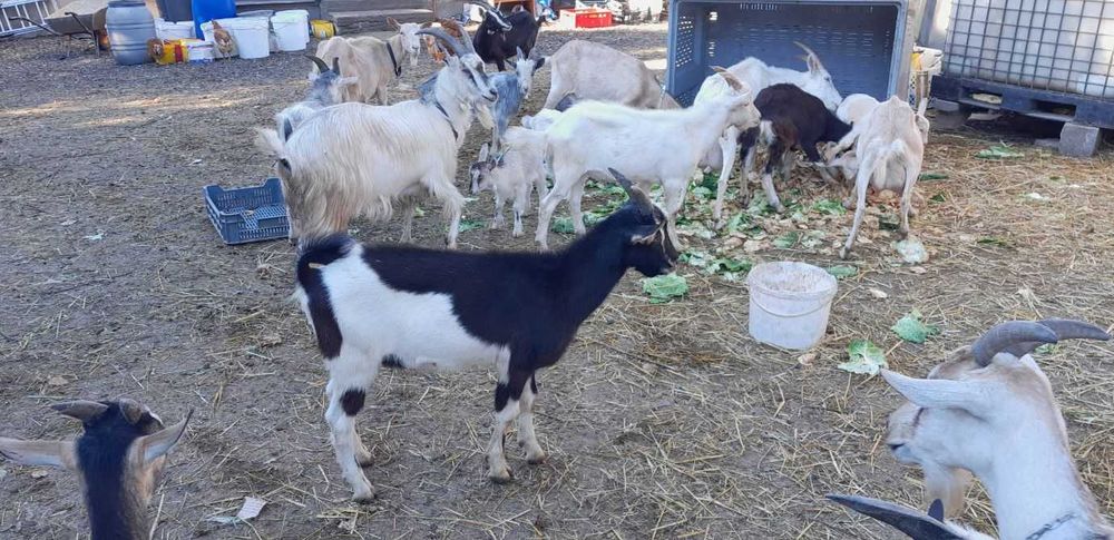 Sprzedam kozy, koziołki, kózki