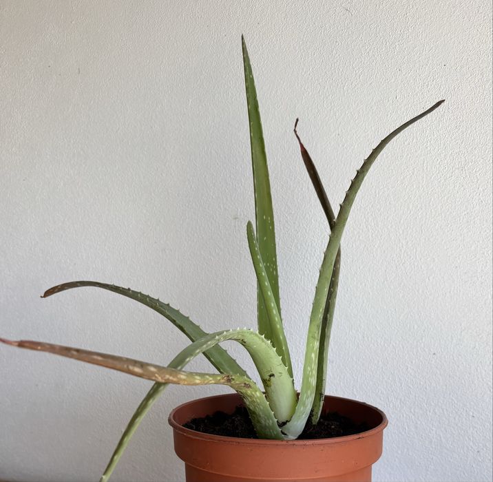 Aloe Vera individual vários tamanhos