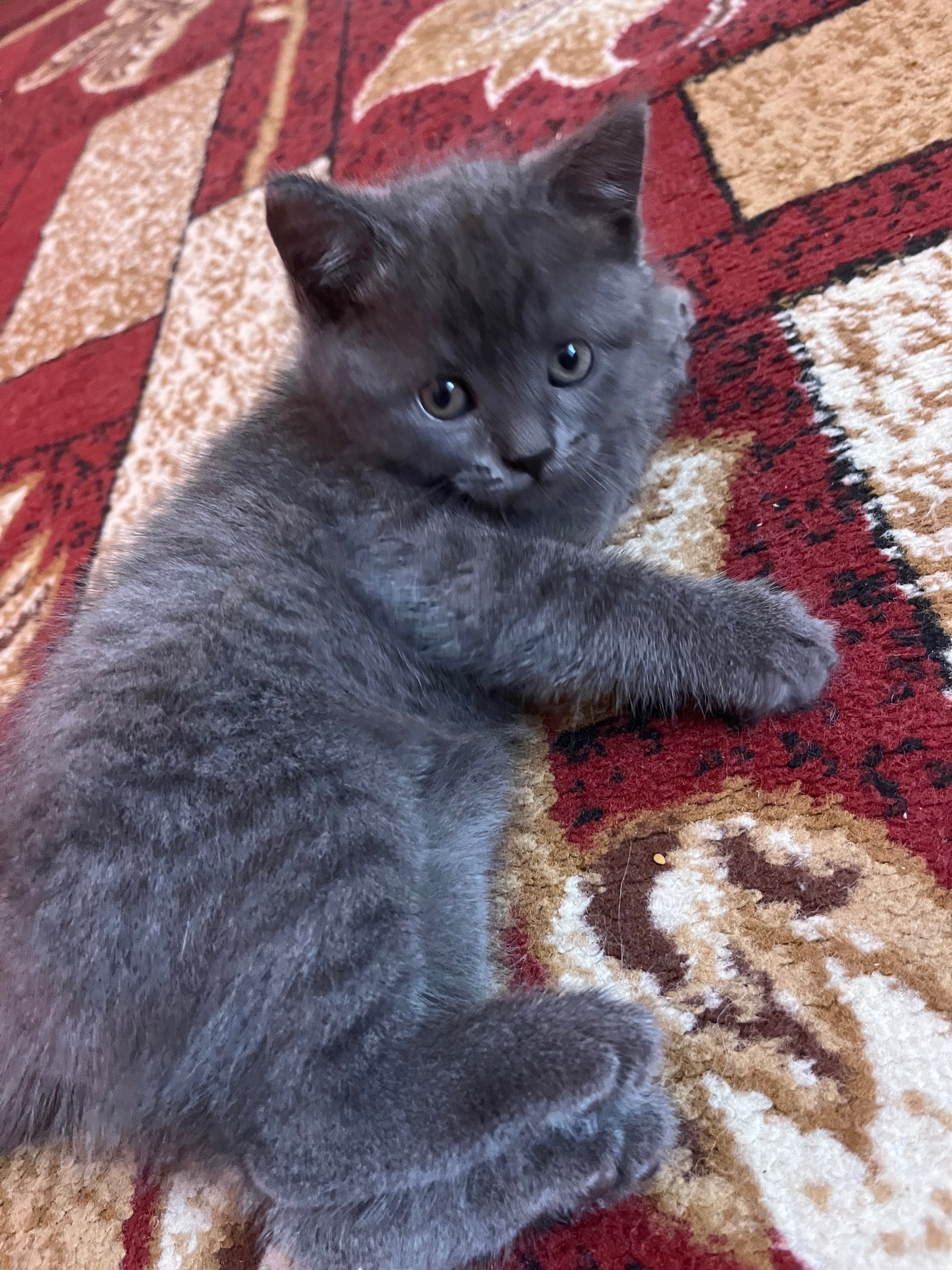 Шотландська скотіш страйт