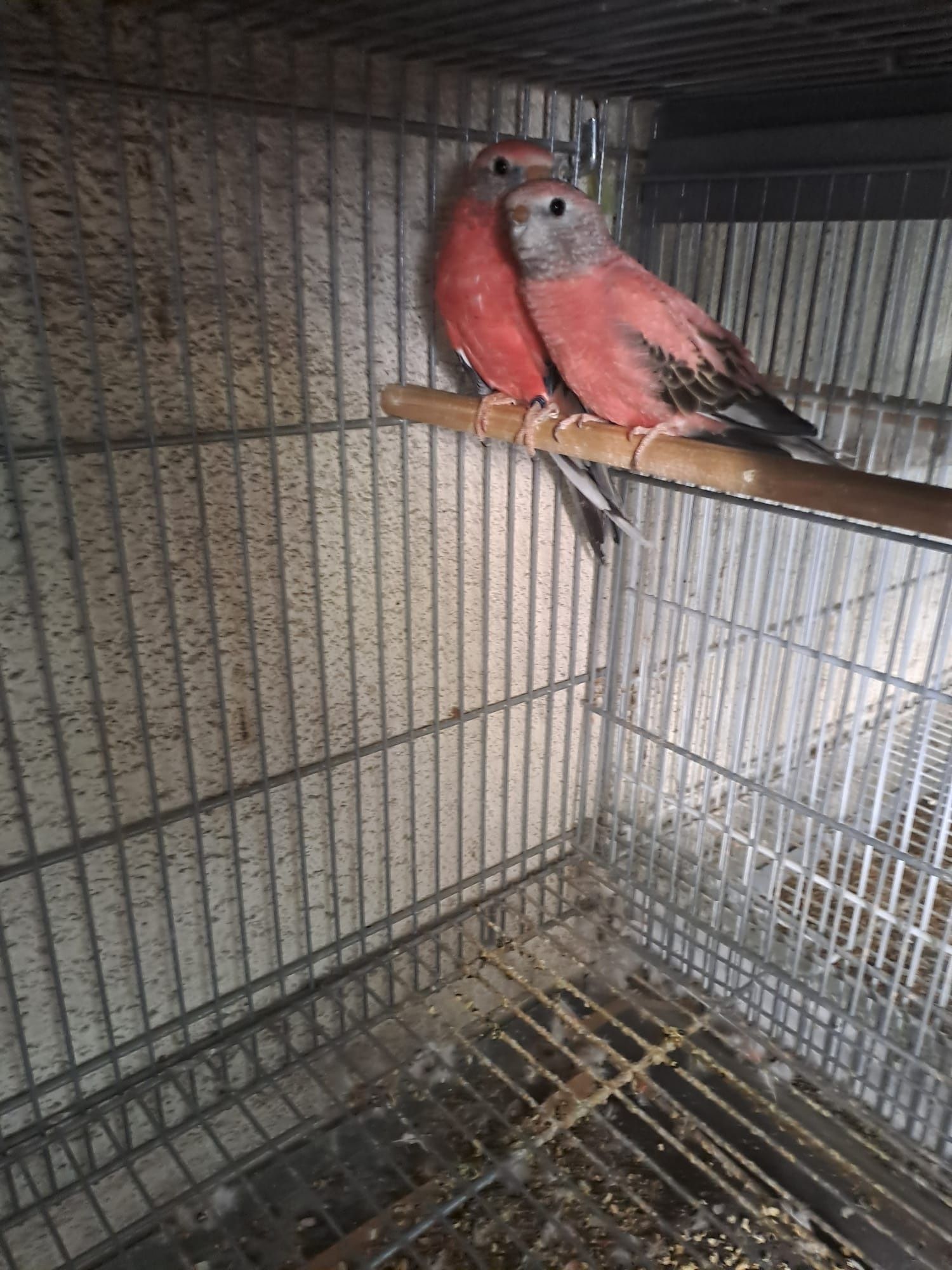 Várias aves disponíveis