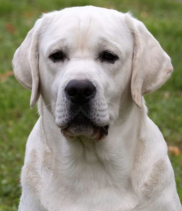 Открыт для вязок молодой титулованый кобель лабрадор ретривер!