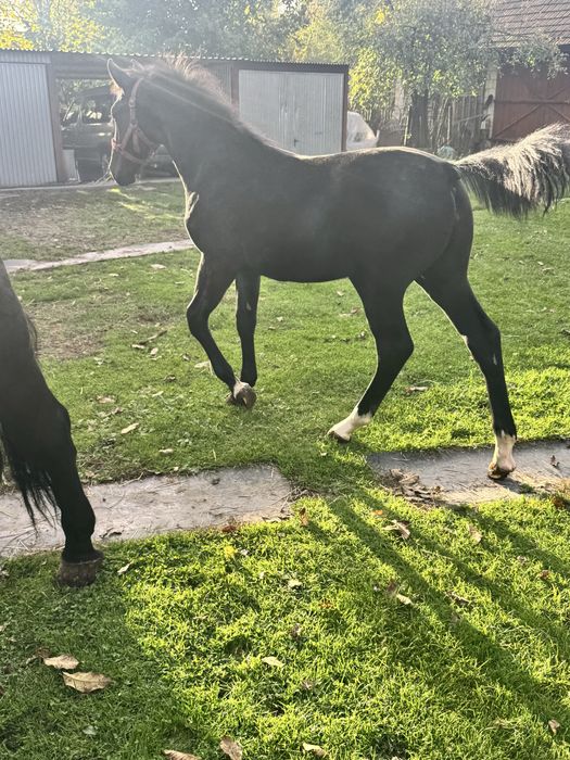 Klacz śląska po og. Drab, 5 lat