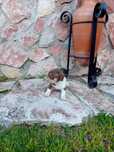 Macho Jack Russel Terrier