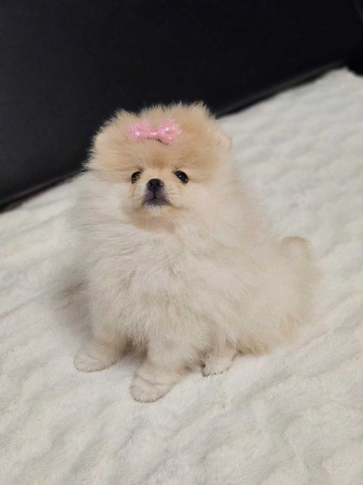 Piękna suczka  Pomeranian szpic miniaturowy kolor cream FCI