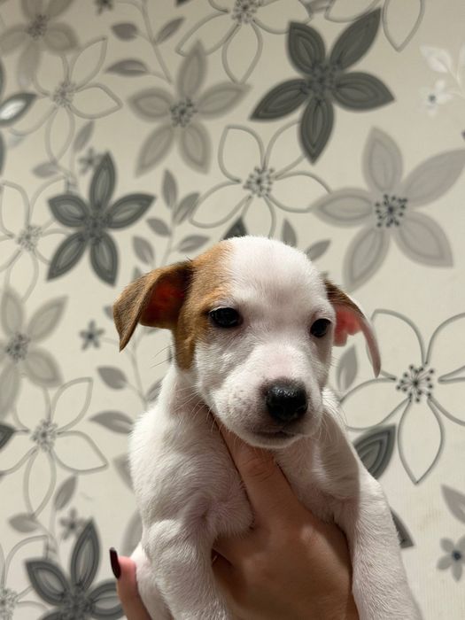 Джек рассел терʼєр