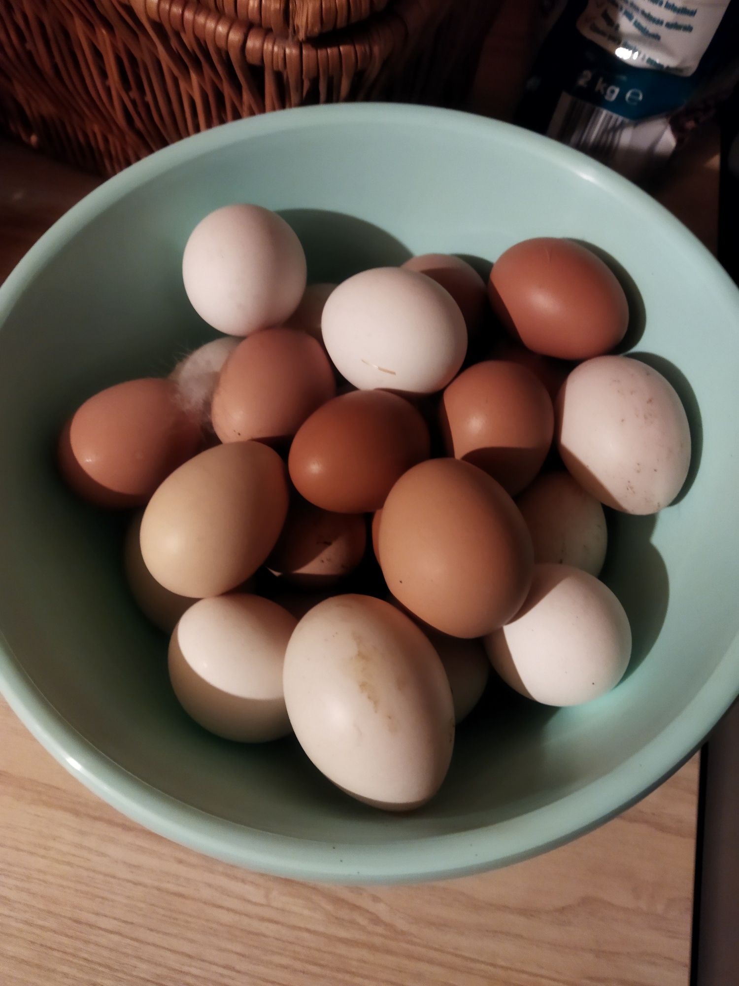 Ovos pintos frangos galos