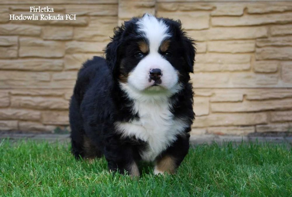 Berneński pies pasterski piękna sunia z rodowodem ZKwP/ FCI