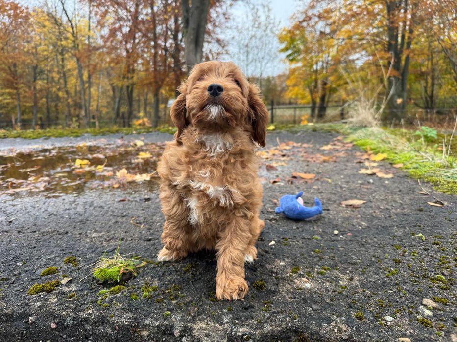 cavapoo szczeniak suczka