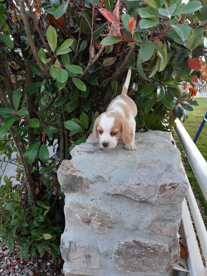 Beagle Bicolor Macho