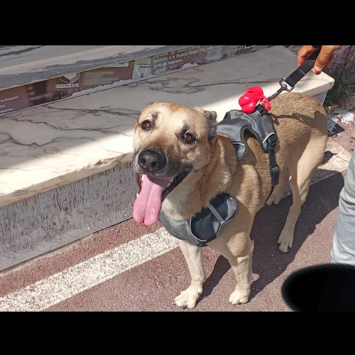 Cão Para Adoção.