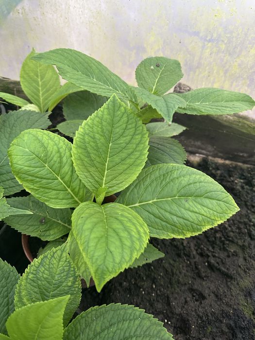 Продам молоді садженці гортензії хамеліон