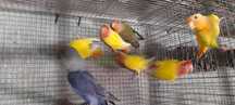 Agapornis 2025 e caturras 2025