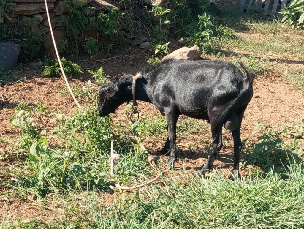 Cabrito com 1 ano e meio