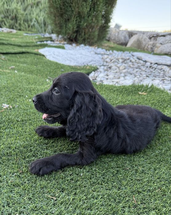 Cocker spaniel  maravilhosa